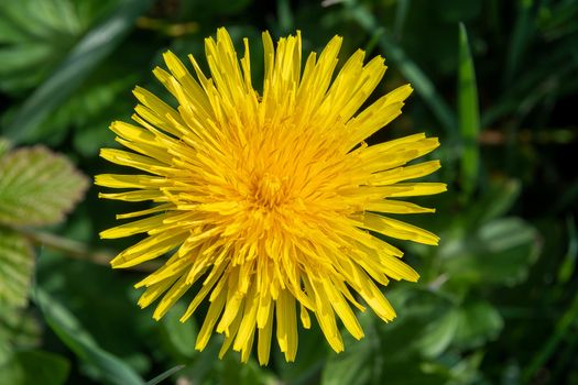 Close view of a large dandelion flower head