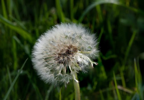 Dandelion seeds ready to blow away in the wind