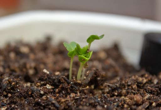 Lettuce sprouts on a plastic white pot a feel days after germination