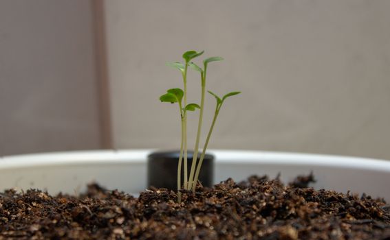 Lettuce sprouts on a plastic white pot a feel days after germination