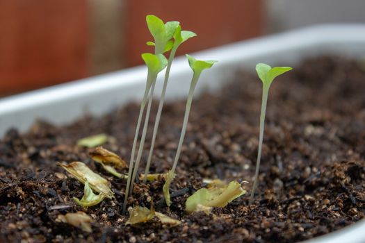 Lettuce sprouts on a plastic white pot a feel days after germination