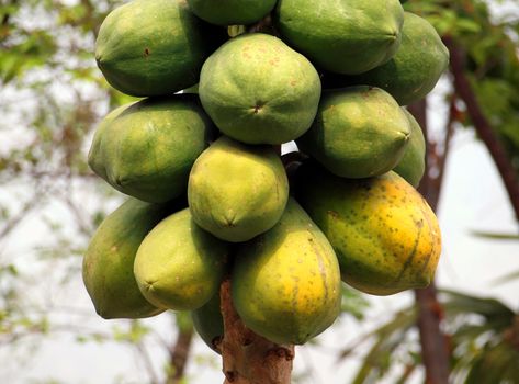 Large papayas, also called tree melons, ready for harvest
