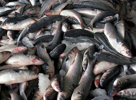 A heap of grey mullet fish on ice at an outdoor fish auction
