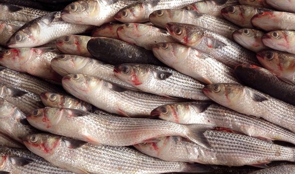 A large catch of grey mullet fish ready for auction