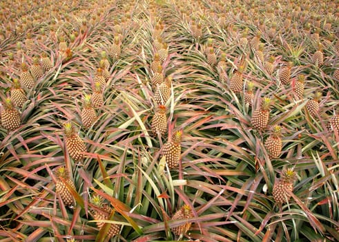 Rows of pineapple plants with ripe fruits
