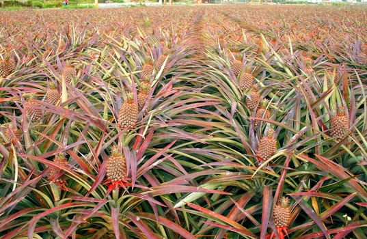 Rows of pineapple plants with fruit that it close to ripening
