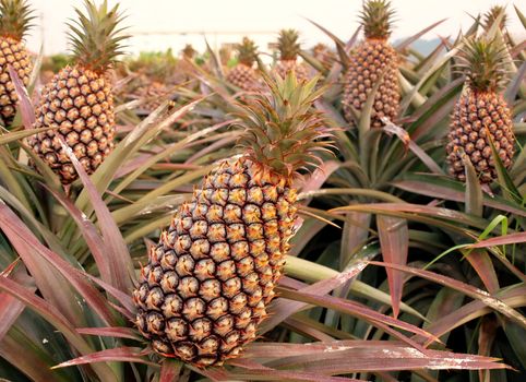 Cultivated pineapple plants (Ananas comosus) with ripe fruits
