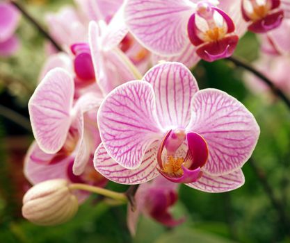 Closeup of purple orchids of the Phalaenopsis genus
