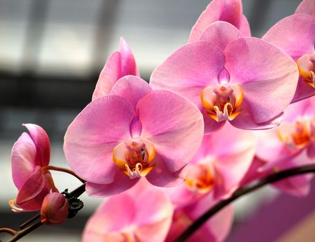 An arrangement of pink orchids of the Phalaenopsis genus
