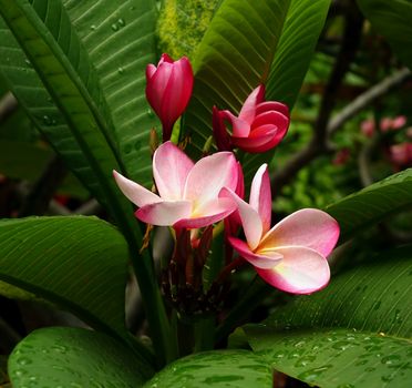 Beautiful purple blossom of the plumeria tree, also called frangipani