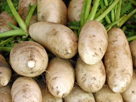 -- they are also called Japanese or Chinese radish or daikon

