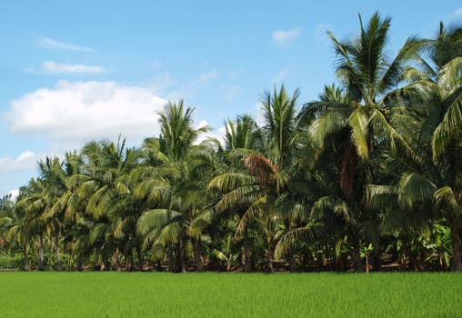 A green rice field in southern Taiwan bordered by lush palm trees
