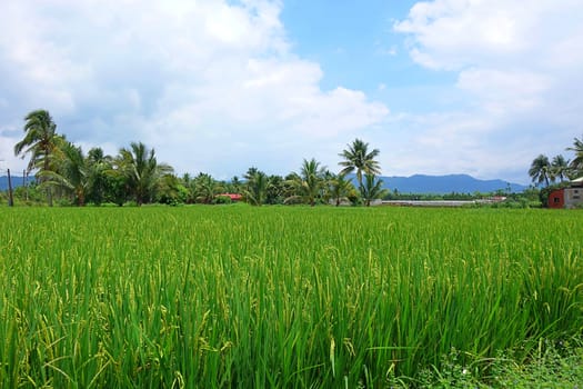 Beautiful scenery in southern Taiwan with lush rice fields, palm trees and mountains in the distance
