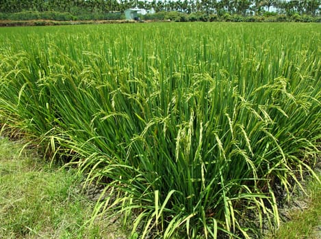 A lush green rice field that is getting close to harvest

