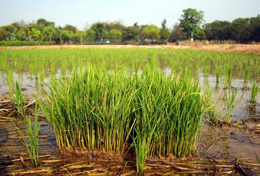Rice seedlings are prepared in a rice paddy for later planting
