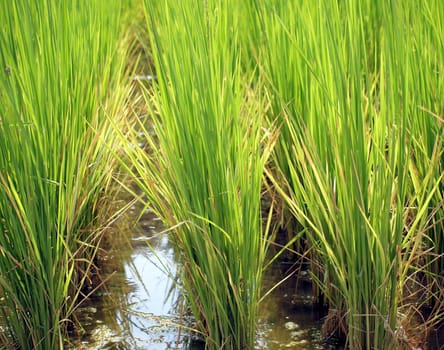 Lush green stalks of rice in a paddy field