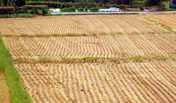 View of a rice field after harvest with stubbles