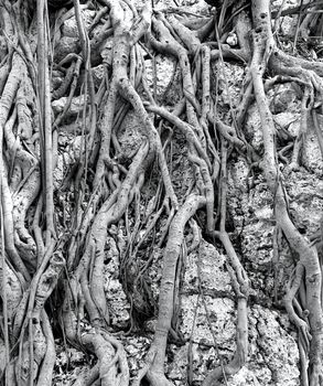 The powerful surface roots of a tropical Banyan Tree cling to the rocks in  a forest. 