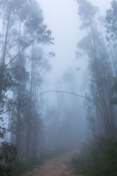 Fog in the forest at the portuguese national park, Geres, Portugal