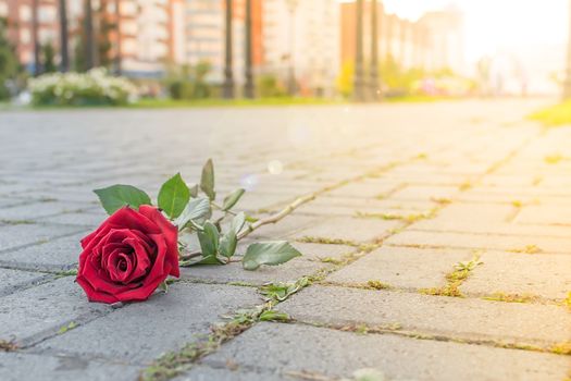 discarded red rose flower lies on the sidewalk of a pedestrian path in a city Park