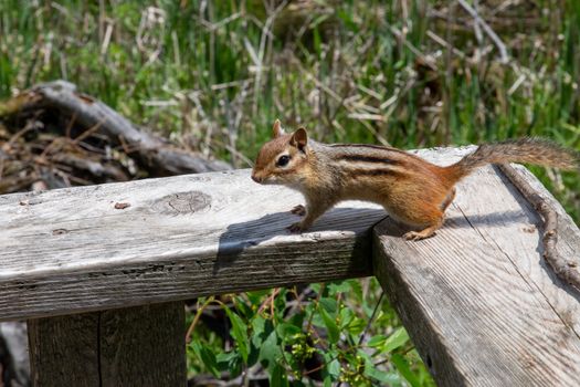 A curious chipmunk stands atop a wooden railing in the sun.
