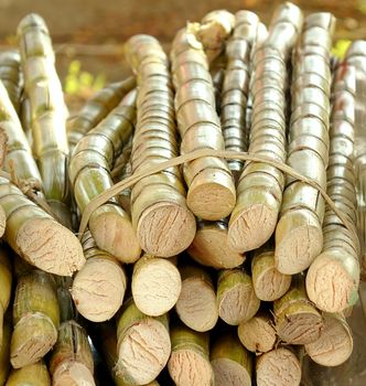 Fresh sugar cane for extracting the juice