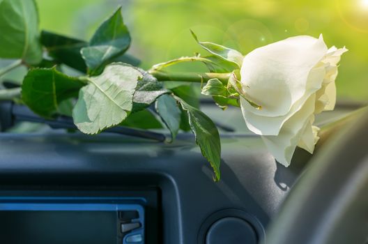 a white rose flower lies on the dashboard inside the car