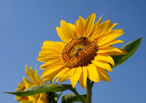 Beautiful radiant sunflower with two bees sucking nectar from its flowers