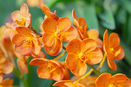 Orchid flower in orchid garden at winter or spring day for beauty and agriculture design. Vanda Orchidaceae.