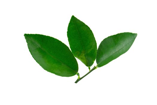 Citrus leaves isolated on a white background.