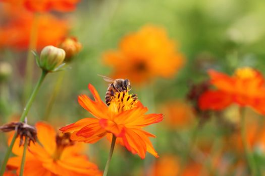 bee and flower 