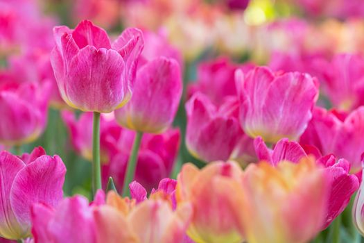 Tulip flower and green leaf background in tulip field at winter or spring day for decoration and agriculture concept design.