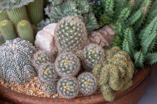 Succulents or cactus in desert botanical garden for decoration and agriculture design.