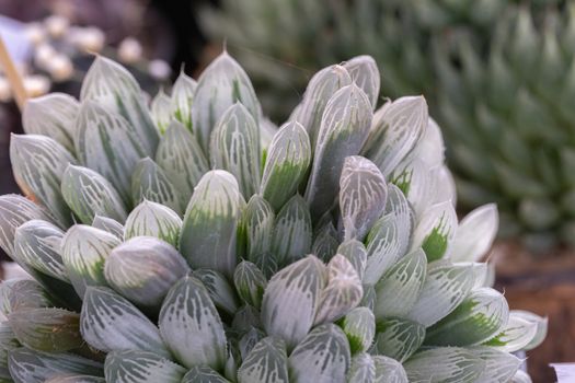 Succulents or cactus in desert botanical garden for decoration and agriculture design.