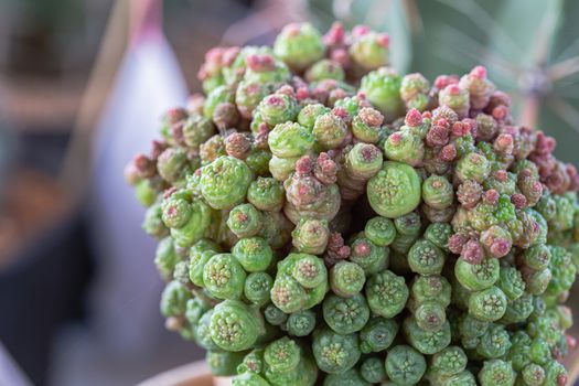 Succulents or cactus in desert botanical garden for decoration and agriculture design.