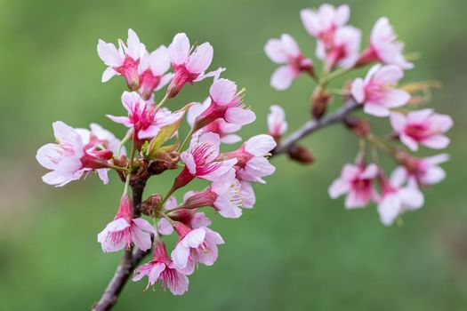 Closeup of Wild Himalayan Cherry (Prunus cerasoides) or thai sakura flower at khun chang kian, Chiang Mai, Thailand.