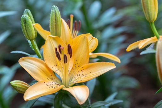 Asiatic lily or Asiatic lilies flower in garden at sunny summer or spring day.