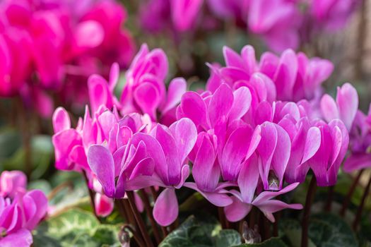 Cyclamen flower in garden at sunny summer or spring day for decoration and agriculture design. Pink flower.