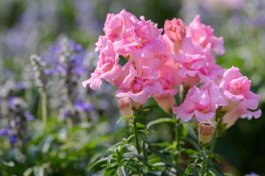 Snapdragon flower and green leaf in garden at sunny summer or spring day for decoration and agriculture design.