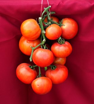 A cluster of bright red garden tomatoes