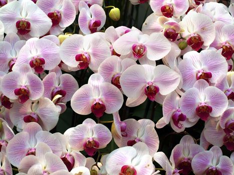 Purple and white blossoms of the Phalaenopsis orchid family