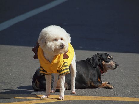 A black and a white dog enjoy the first warm rays of spring sunshine
