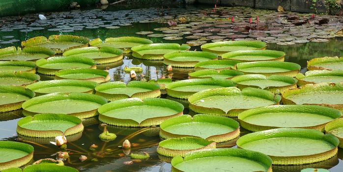 A pond with Victoria water platters (Victoria cruziana) and lily flowers