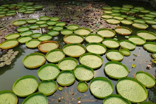 A pond with Victoria water platters (Victoria cruziana) and lily flowers