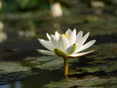 A clean white water lily is emerging from a muddy pond
