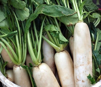 Large white radishes or daikons are sold at an outdoor market
