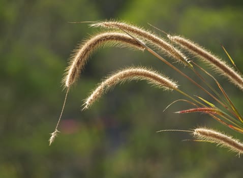 Closeup of wild grain stalks illuminated by the sun
