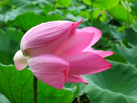 A beautiful lotus flower that is starting to wilt, with rain drops
