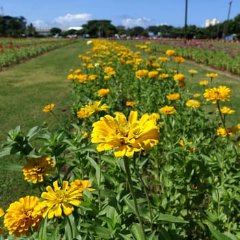 A bed of Marigold flowers (Tagetes Patula) in vibrant colors.
