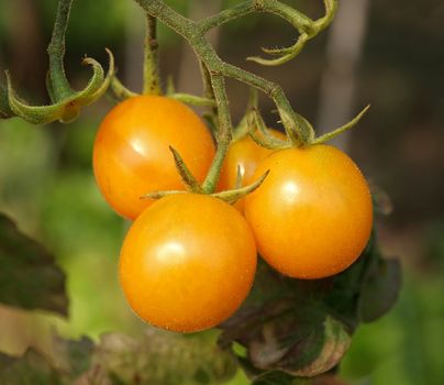 A macro image of tiny yellow cherry tomatoes